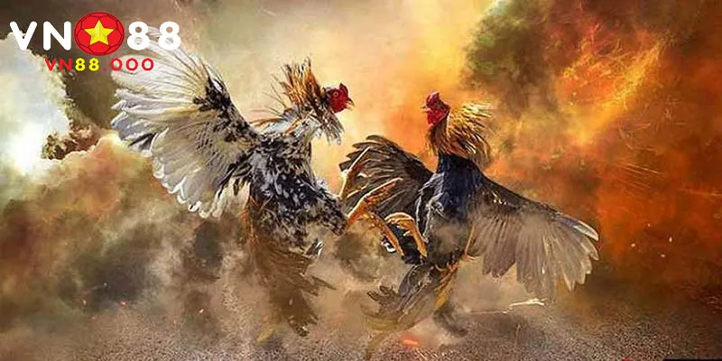 Các khoản tiền thưởng cực kỳ cao khi đá gà