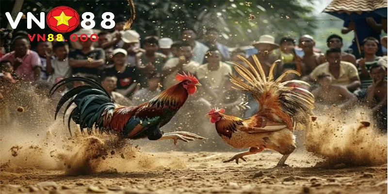 BJ39 Đá Gà | Sân Chơi Dành Cho Các Kê Thủ Campuchia 3 Cập nhật kinh nghiệm giành chiến thắng