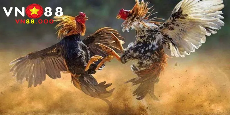 Lựa chọn màu mạng gà theo phong thủy