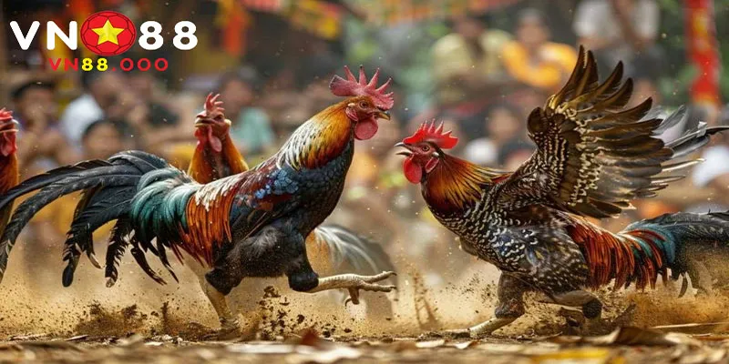 Nắm bắt các yêu cầu và điều kiện chơi đá gà