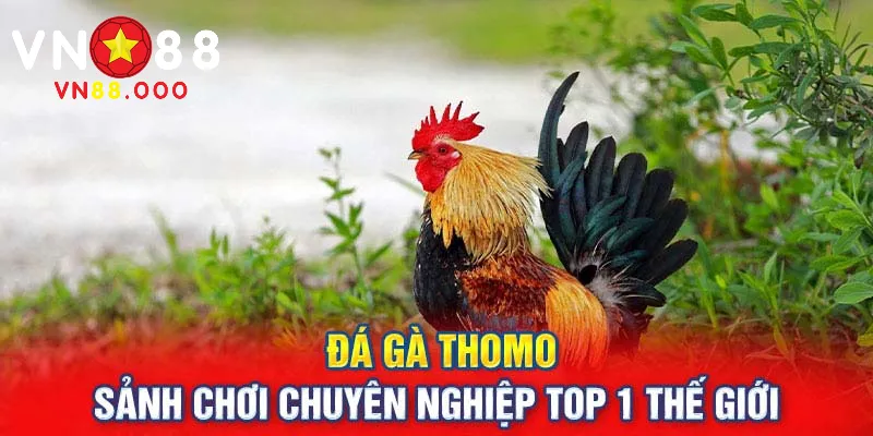 tổng quan về sảnh cược đá gà thomo